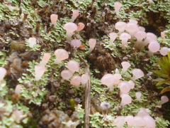 Phyllobaeis erythrella