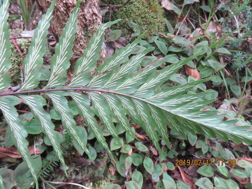 Asplenium contiguum