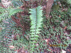Asplenium contiguum image