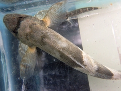 Shark Bully photo 3