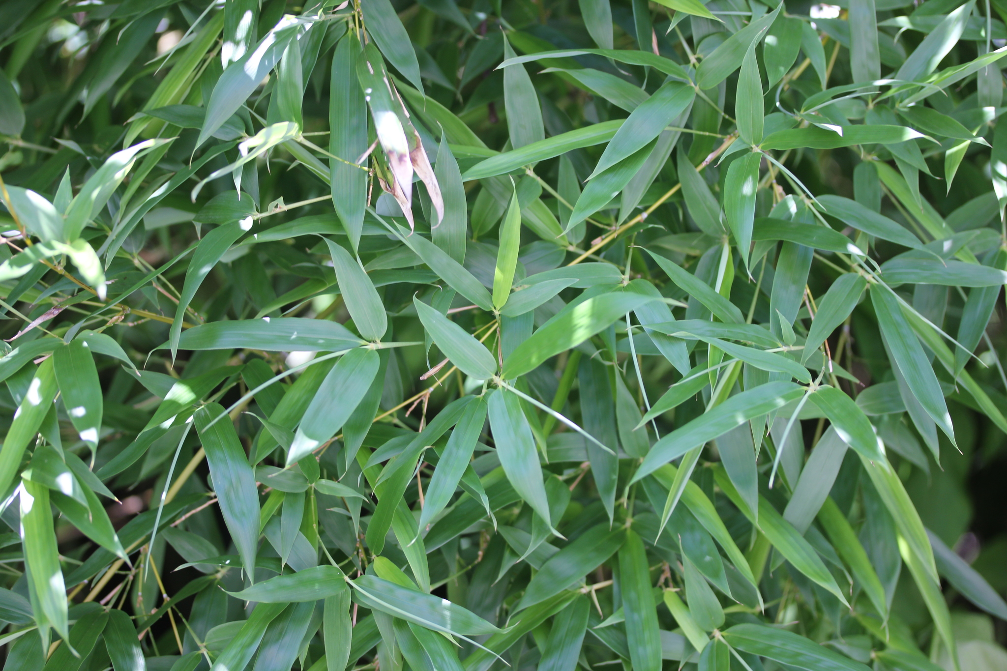 Genus Fargesia  iNaturalist