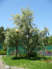 Elaeagnus angustifolia