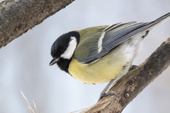 Parus major