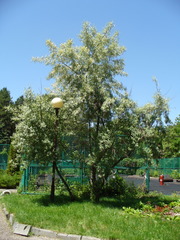 Elaeagnus angustifolia