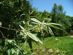 Elaeagnus angustifolia