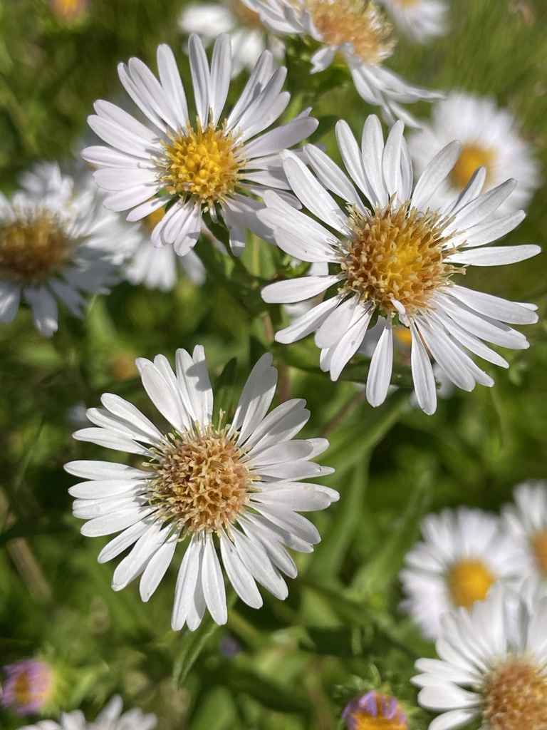 sunflowers, daisies, asters, and allies from Cliffdell, WA, USA on