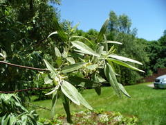 Elaeagnus angustifolia