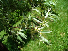 Elaeagnus angustifolia