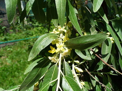 Elaeagnus angustifolia