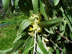 Elaeagnus angustifolia