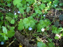 Veronica persica