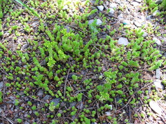 Sedum acre