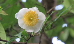 Oncoba spinosa