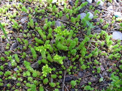 Sedum acre