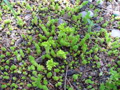 Sedum acre