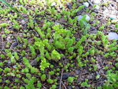 Sedum acre