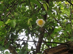 Oncoba spinosa