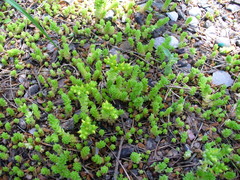 Sedum acre