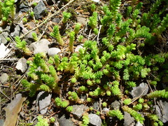 Sedum acre