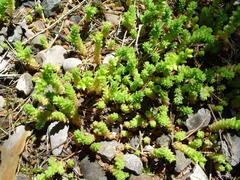 Sedum acre