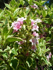 Weigela florida