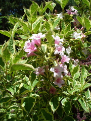 Weigela florida