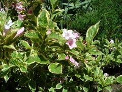 Weigela florida