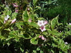 Weigela florida