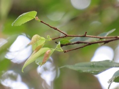 Oncoba spinosa