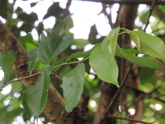 Oncoba spinosa