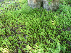 Sedum acre