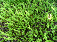 Sedum acre