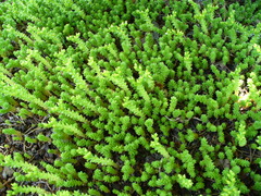 Sedum acre
