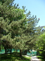 Pinus nigra pallasiana