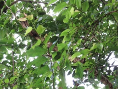 Oncoba spinosa