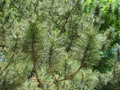 Pinus nigra pallasiana