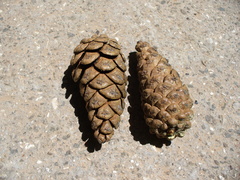 Pinus nigra pallasiana