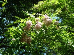 Robinia × ambigua