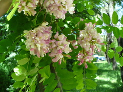 Robinia × ambigua