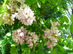 Robinia × ambigua