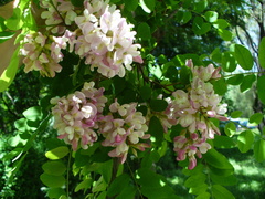Robinia × ambigua