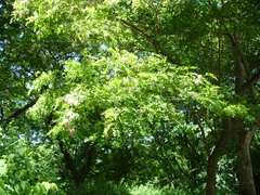 Robinia × ambigua