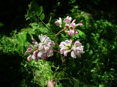 Robinia × ambigua