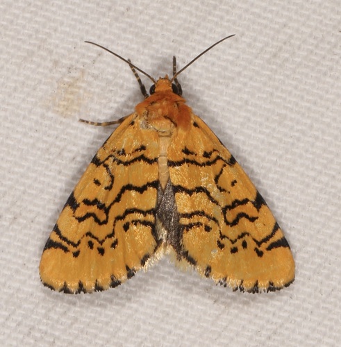 Chrysoecia atrolinea Barnes & McDunnough, 1912