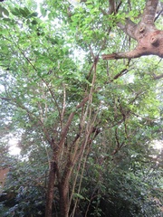 Oncoba spinosa