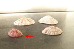 Fissurella angusta