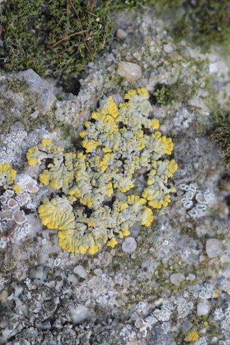 Caloplaca decipiens image