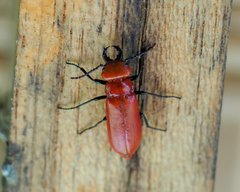Synhoria maxillosa