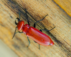 Synhoria maxillosa
