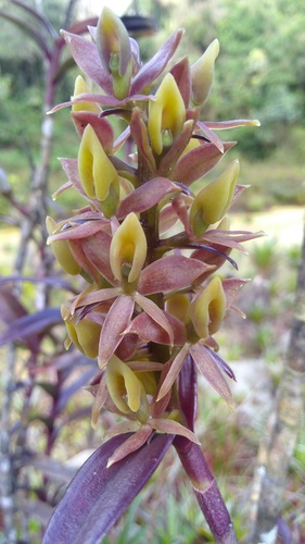 Epidendrum porphyrostachyum Hágsater & E.Santiago